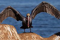 /images/133/2014-01-02-lajolla-pelicans-1x_07363.jpg - #11463: Pelican in La Jolla, California … January 2014 -- La Jolla, California