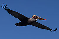 /images/133/2014-01-02-lajolla-pelicans-1x_08250.jpg - #11465: Pelican in flight in La Jolla, California … January 2014 -- La Jolla, California