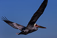 /images/133/2014-01-02-lajolla-pelicans-1x_08265.jpg - #11467: Pelican in flight in La Jolla, California … January 2014 -- La Jolla, California