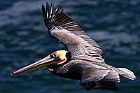 /images/133/2014-01-02-lajolla-pelicans-1x_08442.jpg - #11468: Pelican in flight in La Jolla, California … January 2014 -- La Jolla, California