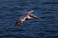 /images/133/2014-01-02-lajolla-pelicans-1x_08568.jpg - #11469: Pelican in flight in La Jolla, California … January 2014 -- La Jolla, California
