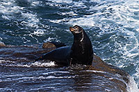 /images/133/2014-01-02-lajolla-seals-1x_07682.jpg - #11474: Sea Lion in La Jolla, California … January 2014 -- La Jolla, California