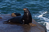 /images/133/2014-01-02-lajolla-seals-1x_07778.jpg - #11475: Sea Lion in La Jolla, California … January 2014 -- La Jolla, California