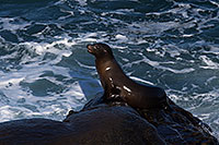 /images/133/2014-01-02-lajolla-seals-1x_07780.jpg - #11477: Sea Lion in La Jolla, California … January 2014 -- La Jolla, California