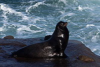 /images/133/2014-01-02-lajolla-seals-1x_07852.jpg - #11478: Sea Lion in La Jolla, California … January 2014 -- La Jolla, California