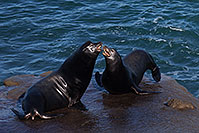 /images/133/2014-01-02-lajolla-seals-1x_07952.jpg - #11479: Sea Lion fighting in La Jolla, California … January 2014 -- La Jolla, California