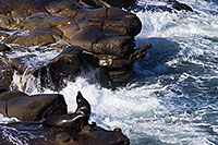 /images/133/2014-01-02-lajolla-seals-1x_08011.jpg - #11481: Sea Lion in La Jolla, California … January 2014 -- La Jolla, California