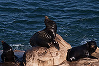 /images/133/2014-01-02-lajolla-seals-1x_08034.jpg - #11482: Sea Lions in La Jolla, California … January 2014 -- La Jolla, California