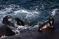 /images/133/2014-01-02-lajolla-seals-1x_08172.jpg - #11483: Sea Lions in La Jolla, California … January 2014 -- La Jolla, California