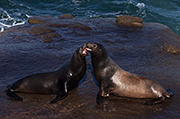 /images/133/2014-01-02-lajolla-seals-1x_08410.jpg - #11485: Sea Lions in La Jolla, California … January 2014 -- La Jolla, California