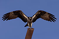 /images/133/2014-01-03-joaquin-osprey-1x_21245.jpg - #11491: Osprey in Irvine, California … January 2014 -- La Jolla, California
