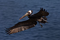 /images/133/2014-01-03-lajolla-pelicans-1x_09882.jpg - #11493: Pelican in flight in La Jolla, California … January 2014 -- La Jolla, California