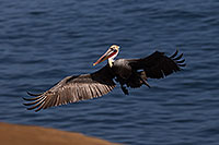 /images/133/2014-01-03-lajolla-pelicans-1x_09906.jpg - #11494: Pelican in flight in La Jolla, California … January 2014 -- La Jolla, California