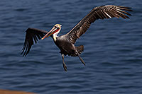 /images/133/2014-01-03-lajolla-pelicans-1x_09907.jpg - #11495: Pelican in flight in La Jolla, California … January 2014 -- La Jolla, California