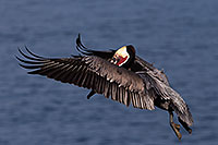 /images/133/2014-01-03-lajolla-pelicans-1x_10041.jpg - #11496: Pelican in flight in La Jolla, California … January 2014 -- La Jolla, California