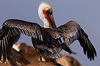 /images/133/2014-01-03-lajolla-pelicans-1x_10211.jpg - #11497: Pelican spreading his wings in La Jolla, California … January 2014 -- La Jolla, California