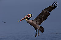/images/133/2014-01-04-lajolla-pelicans-1x_20422.jpg - #11502: Pelican in flight in La Jolla, California … January 2014 -- La Jolla, California