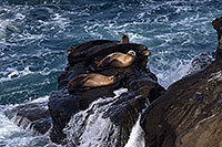 /images/133/2014-01-04-lajolla-seals-1x_21267.jpg - #11506: Sea Lions on a rock in La Jolla, California … January 2014 -- La Jolla, California