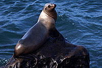 /images/133/2014-01-04-lajolla-seals-1x_21398.jpg - #11507: Sea Lion on a rock in La Jolla, California … January 2014 -- La Jolla, California