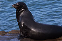 /images/133/2014-01-04-lajolla-seals-1x_21477.jpg - #11508: Sea Lion on a rock in La Jolla, California … January 2014 -- La Jolla, California