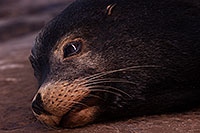 /images/133/2014-01-04-lajolla-seals-1x_21539.jpg - #11509: Sea Lion on a rock in La Jolla, California … January 2014 -- La Jolla, California