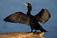 /images/133/2014-01-05-lajolla-cormorants-1x_22638.jpg - 11521: Double Crested Cormorant in La Jolla, California … January 2014 -- La Jolla, California