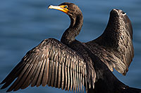 /images/133/2014-01-05-lajolla-cormorants-1x_22899.jpg - #11522: Double Crested Cormorant in La Jolla, California … January 2014 -- La Jolla, California