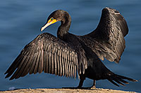 /images/133/2014-01-05-lajolla-cormorants-1x_22990.jpg - #11524: Double Crested Cormorant in La Jolla, California … January 2014 -- La Jolla, California