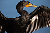/images/133/2014-01-05-lajolla-cormorants-1x_23040.jpg - #11525: Double Crested Cormorant in La Jolla, California … January 2014 -- La Jolla, California