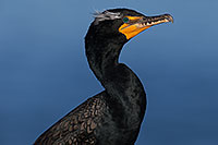 /images/133/2014-01-05-lajolla-cormorants-1x_23506.jpg - #11528: Double Crested Cormorant in breeding plumage in La Jolla, California … January 2014 -- La Jolla, California