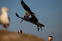 /images/133/2014-01-05-lajolla-pelicans-1x_22577.jpg - #11529: Pelicans in La Jolla, California … January 2014 -- La Jolla, California