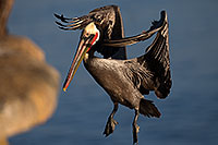 /images/133/2014-01-05-lajolla-pelicans-1x_22581.jpg - #11530: Pelicans in La Jolla, California … January 2014 -- La Jolla, California