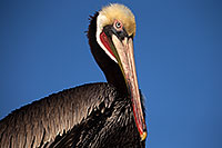 /images/133/2014-01-05-lajolla-pelicans-1x_22825.jpg - #11531: Pelicans in La Jolla, California … January 2014 -- La Jolla, California