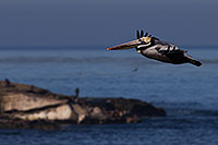 /images/133/2014-01-05-lajolla-pelicans-1x_23660.jpg - #11533: Pelican in flight in La Jolla, California … January 2014 -- La Jolla, California