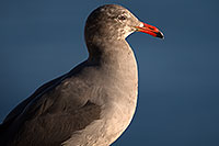 /images/133/2014-01-05-lajolla-seagulls-1x_22774.jpg - #11537: Seagulls in La Jolla, California … January 2014 -- La Jolla, California