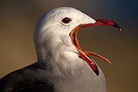 /images/133/2014-01-05-lajolla-seagulls-1x_22816.jpg - #11540: Seagulls in La Jolla, California … January 2014 -- La Jolla, California