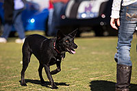 /images/133/2014-01-19-havasu-dogs-1dx_8244.jpg - #11682: Frisbee dog Sami at Lake Havasu Balloon Fest … January 2014 -- Lake Havasu City, Arizona