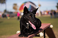 /images/133/2014-01-19-havasu-dogs-1dx_8319.jpg - #11685: Frisbee dog Sami at Lake Havasu Balloon Fest … January 2014 -- Lake Havasu City, Arizona