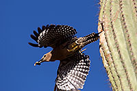 /images/133/2014-05-22-supers-woodpeckers-5d3_0711.jpg - #11779: Gila Woodpecker leaving the nest … May 2014 -- Superstitions, Arizona