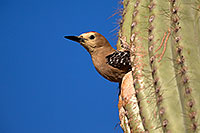 /images/133/2014-05-23-supers-woodpeckers-5d3_0139.jpg - #11785: Male Gila Woodpecker leaving the nest … May 2014 -- Superstitions, Arizona