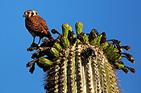 /images/133/2014-05-26-supers-kestrel-5d3_2219.jpg - #11797: American Kestrel female in Superstitions … May 2014 -- Superstitions, Arizona