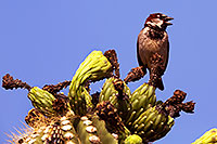 /images/133/2014-05-27-supers-finch-5d3_4080.jpg - #11808: House Sparrow (male) in Superstitions … May 2014 -- Superstitions, Arizona