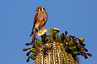 /images/133/2014-05-27-supers-kestrel-5d3_3635.jpg - #11811: American Kestrel female in Superstitions … May 2014 -- Superstitions, Arizona