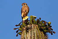/images/133/2014-05-27-supers-kestrel-5d3_3663.jpg - #11812: American Kestrel female in Superstitions … May 2014 -- Superstitions, Arizona