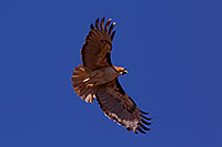 /images/133/2014-05-30-supers-hawks-5d3_4993.jpg - #11828: Red Tailed Hawk (adult) in Superstitions … May 2014 -- Superstitions, Arizona