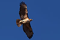 /images/133/2014-06-01-supers-hawk-1d3_4084.jpg - #11830: Red Tailed Hawk (adult) in flight in Superstitions … May 2014 -- Superstitions, Arizona