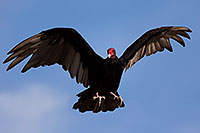 /images/133/2014-06-03-supers-vultures-5d3_7646.jpg - #11840: Turkey Vulture in Superstitions … June 2014 -- Superstitions, Arizona