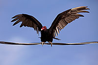 /images/133/2014-06-03-supers-vultures-5d3_7647.jpg - #11841: Turkey Vulture in Superstitions … June 2014 -- Superstitions, Arizona