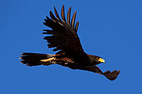 /images/133/2014-06-04-supers-harris-5d3_8758.jpg - #11848: Harris Hawk in flight … June 2014 -- Superstitions, Arizona