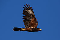 /images/133/2014-06-04-supers-harris-5d3_8760.jpg - #11849: Harris Hawk in flight … June 2014 -- Superstitions, Arizona